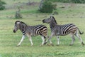 Zebra walking in Mashtu Game Reserve Royalty Free Stock Photo