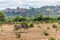 Zebra walking in Mashtu Game Reserve Royalty Free Stock Photo