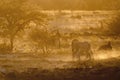 Zebra walking in orange dust.