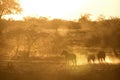 Zebra walking in orange dust. High key. Horizontal image. Blurred by dust.