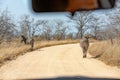 Zebra walking on the road in Kruger national park Royalty Free Stock Photo