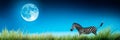 Zebra Walking Under Full Moon A zebra wanders through tall grass under a bright full moon against a gradient blue sky Royalty Free Stock Photo