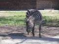 Zebra walks on the grass Royalty Free Stock Photo