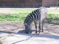 Zebra walks on the grass Royalty Free Stock Photo