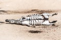Zebra wallowing on the dusty ground. Funny animal. Africa