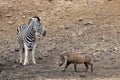 Zebra and warthog at the pool in kruger park south africa Royalty Free Stock Photo