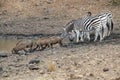 Zebra and warthog at the pool in kruger park south africa Royalty Free Stock Photo