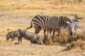 Zebra and warthogs forage in the grass of Lake Nakuru National Park Kenya Royalty Free Stock Photo