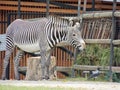 Zebra was interested in a curious crow Royalty Free Stock Photo