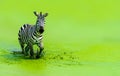 The zebra was running gracefully running in the green water