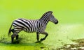 The zebra was running gracefully running in the green water