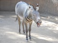 A zebra that was smiling for the camera. Royalty Free Stock Photo