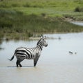 Zebra in water