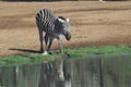 Zebra water near river