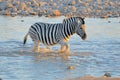 Zebra in water at sunset, Okaukeujo waterhole