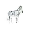 Zebra .Watercolor hand drawn illustration.White background. Royalty Free Stock Photo