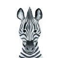 Zebra - watercolor illustration isolated on white background Royalty Free Stock Photo