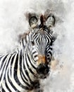 Zebra - watercolor illustration portrait Royalty Free Stock Photo