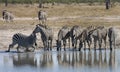 Zebra at a waterhole in Botswana Royalty Free Stock Photo