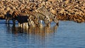 Zebra at a waterhole at sunrise, Etosha National Park, Namibia, Africa Royalty Free Stock Photo