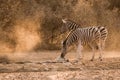 Zebra waterhole sunrise Royalty Free Stock Photo