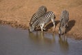 Zebra at watering hole