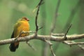 Zebra waxbill