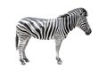 Zebra on white background isolated with clipping path Royalty Free Stock Photo