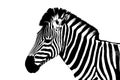 Zebra on a white background /Young male zebra isolated on white background Royalty Free Stock Photo