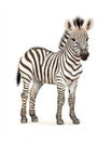 Zebra white isolate background Royalty Free Stock Photo