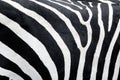 Zebra skin texture