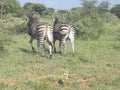 Zebra wild animals horses with black and white stripes