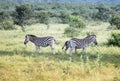 Zebra wild animals