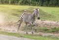 Zebra in the wild Royalty Free Stock Photo