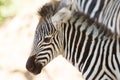 Zebra wild breeding