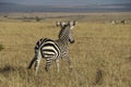 Zebra in the wild maasai mara Royalty Free Stock Photo