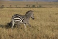 Zebra in the wild maasai mara Royalty Free Stock Photo