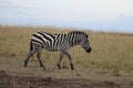 Zebra in the wild Royalty Free Stock Photo