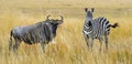 Zebra and wildebeest on grassland in Africa Royalty Free Stock Photo