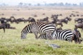 Zebra and Wildebeest Grazing in Africa