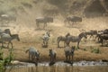 Zebra and Wildebeest at Mara River, Kenya Royalty Free Stock Photo