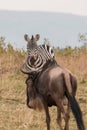 Zebra and wildebeest portrait at the Maasai Mara National Reserve