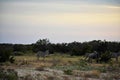 Wildebeest and Zebra at Sunset