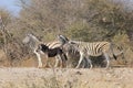 Zebra - Wildlife from Africa - Very Rare Black Zebra being laughed at.