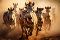 Zebra Wildlife Hunting - Aggressive Charge Close-Up Shot Reveals Running Animal in Africa with Intense Aggression and Fierce Anger Royalty Free Stock Photo