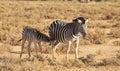 Zebra, wildlife and safari with foal in natural habitat or savannah with black and white stripes in nature. Outdoor Royalty Free Stock Photo