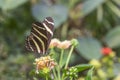 Zebra wing butterfly, Heliconius charithonia