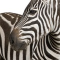 Zebra 4 years Royalty Free Stock Photo