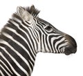 Zebra 4 years Royalty Free Stock Photo