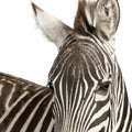 Zebra 4 years Royalty Free Stock Photo